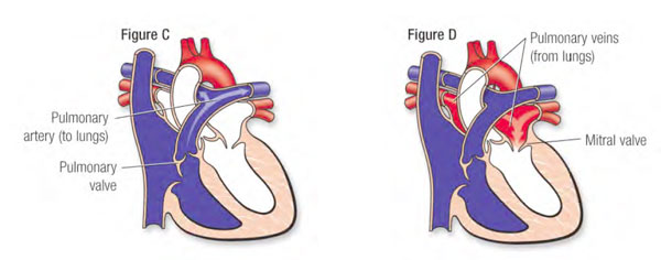 Figure C & D